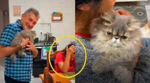 Un uomo torna a casa con un gatto Persiano: la reazione della moglie è davvero esilarante