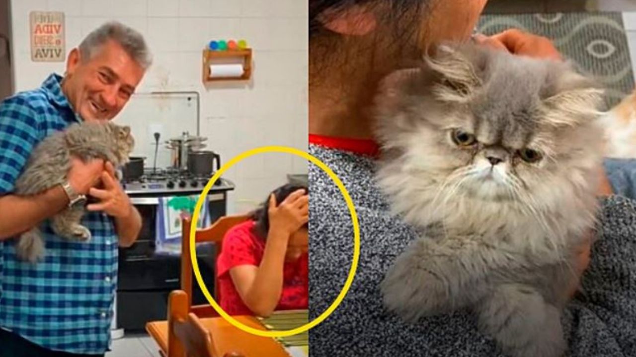 un gatto persiano dal pelo grigio