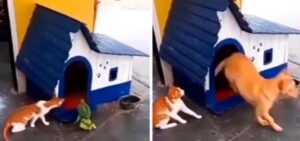 Il gatto caccia dalla cuccia il suo amico cane e poi “ride” in maniera diabolica