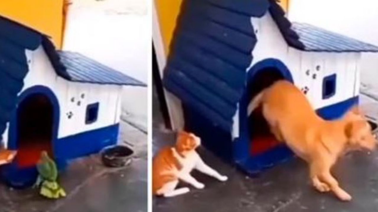 un gatto caccia un cane dalla cuccia