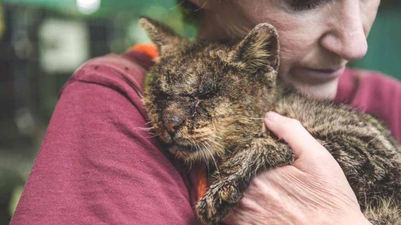 gatto che nessuno voleva accarezzare