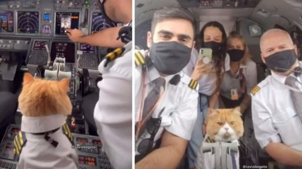 gatto a bordo di un aereo