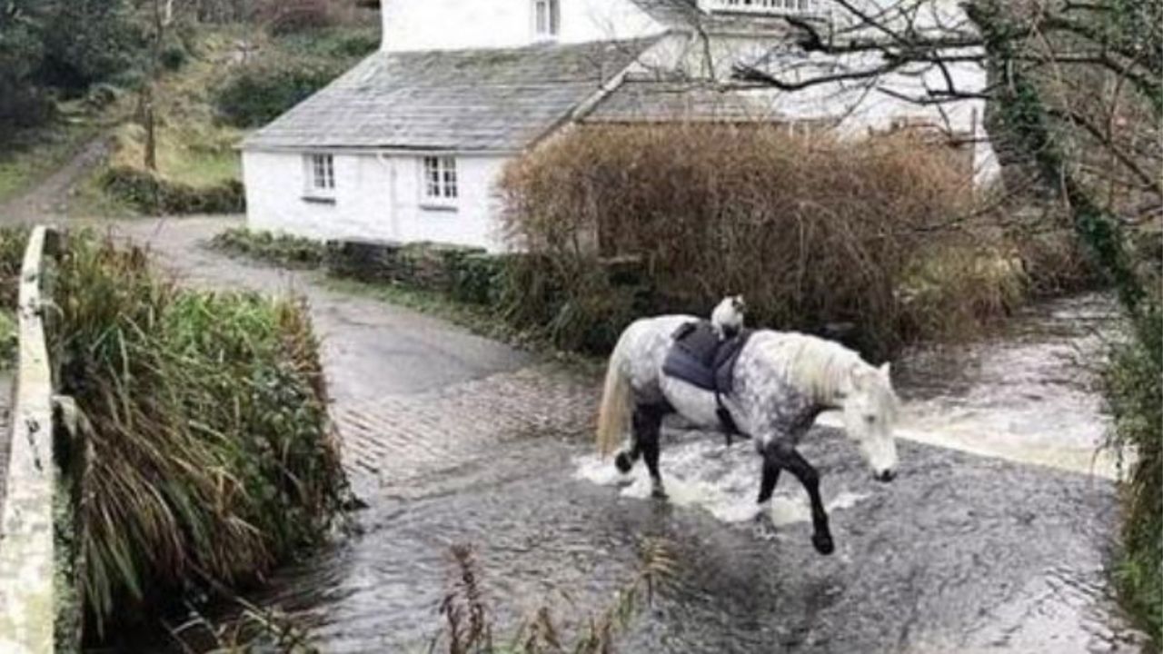 Un gatto che cavalca un Pony