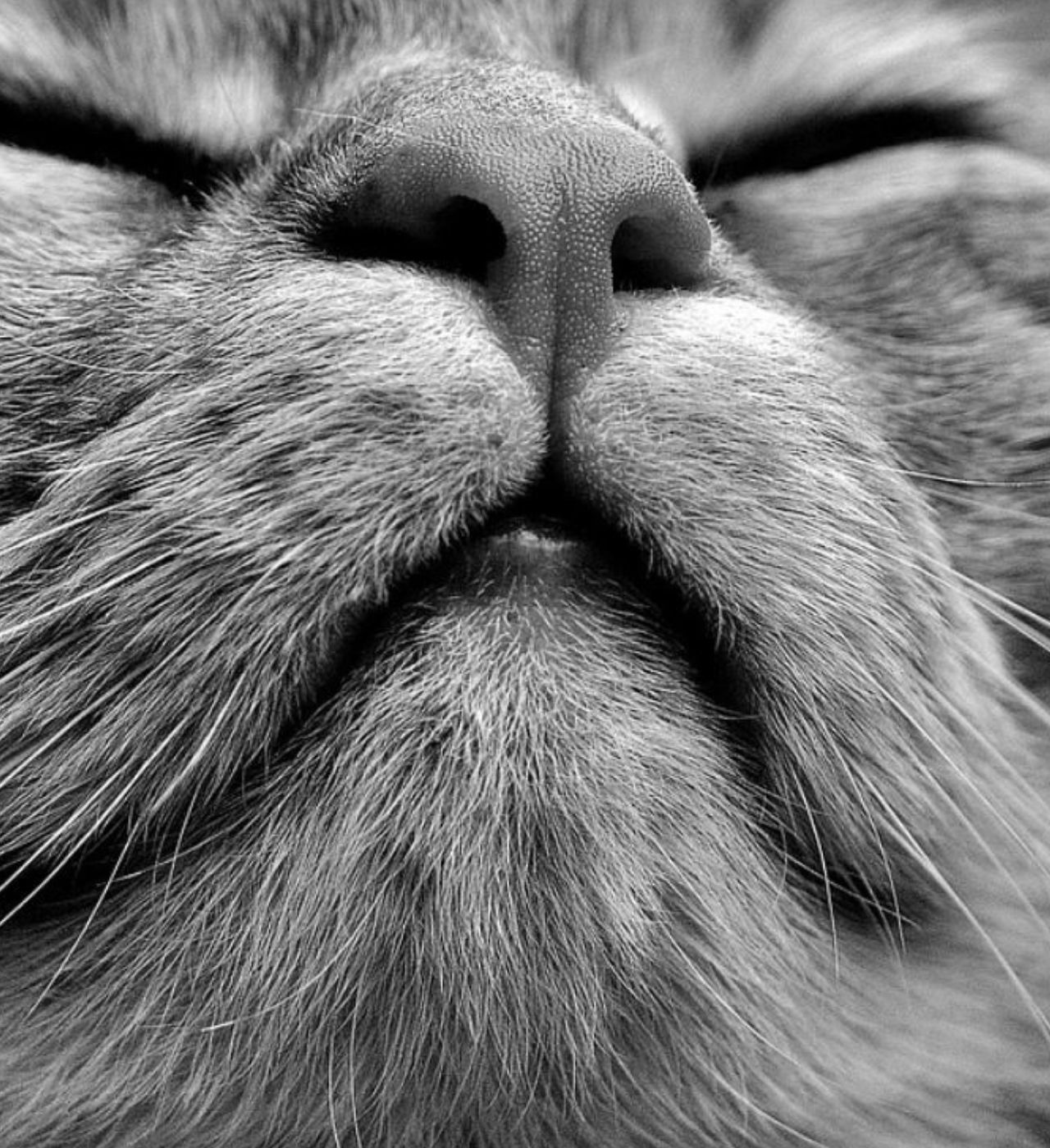 Il muso di un gatto in bianco e nero
