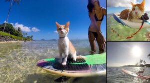 Il gattino con un occhio solo non ha limiti: ama surfare e nuotare, ogni giorno
