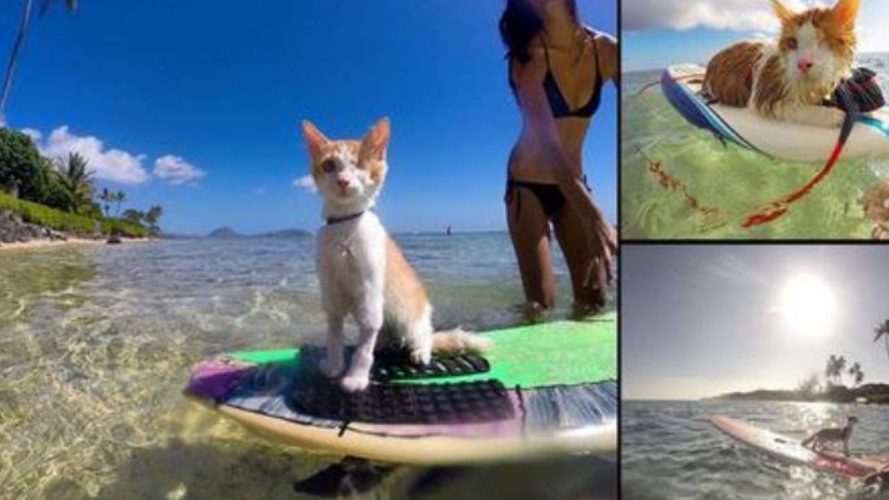 Un gattino di nome Nanakuli che surfa 