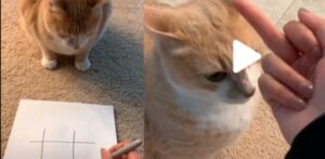 Il gatto non sa proprio perdere: si infuria quando la sua mamma umana lo batte a OX