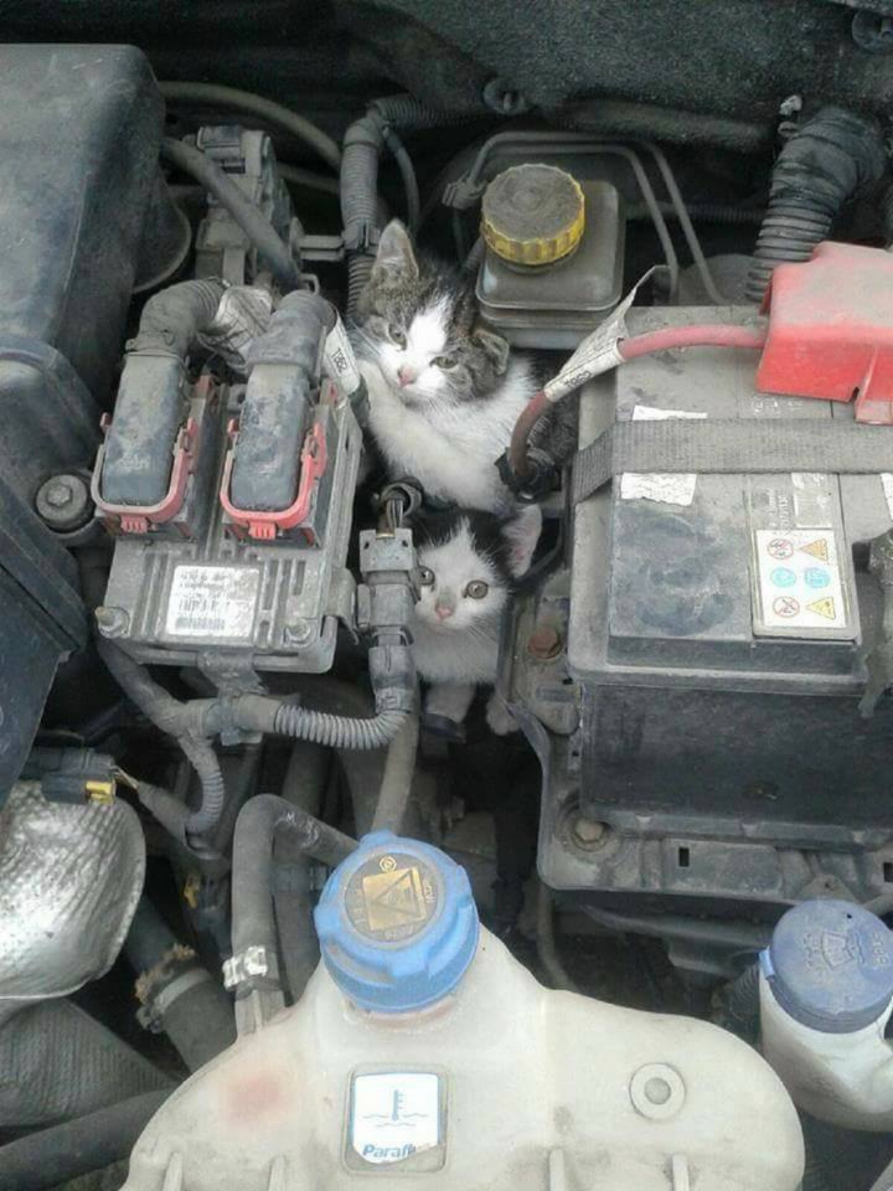 gatto incastrato nell'auto