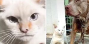 Il gatto viene allevato dai cani e il suo modo di fare “particolare” diventa famoso su TikTok