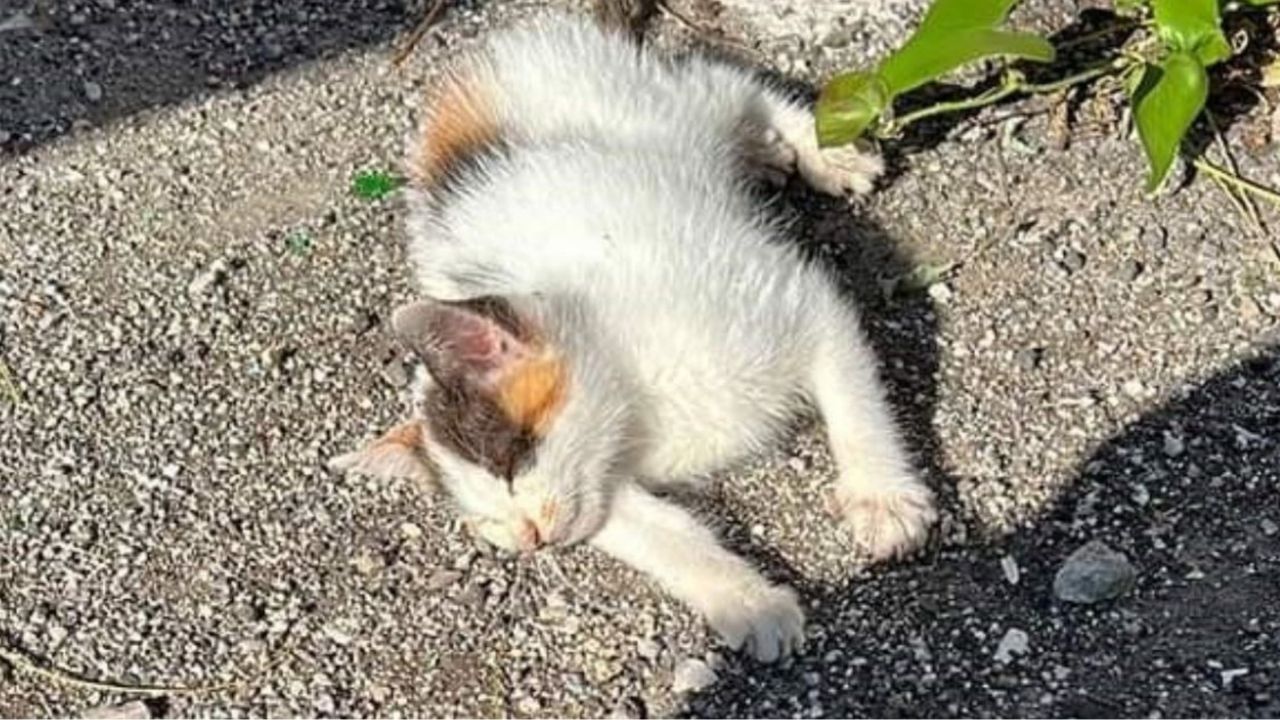 un gattino steso al sole sull'asfalto