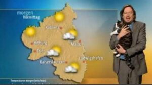 Il gatto decide di interrompere il bollettino meteo di un programma tedesco per farsi coccolare