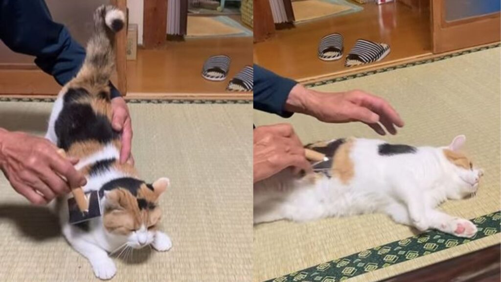 gatto ama farsi spazzolare