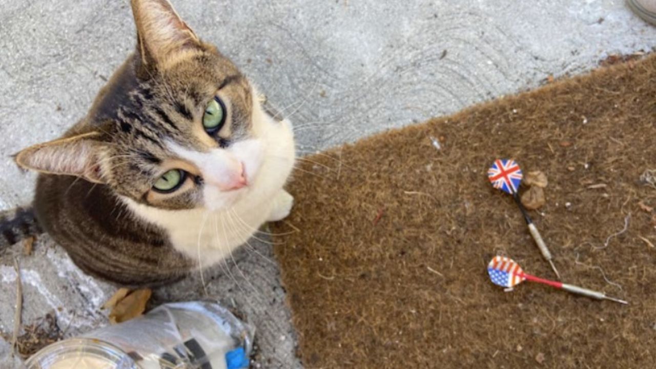 gatto porta alcuni oggetti al padrone