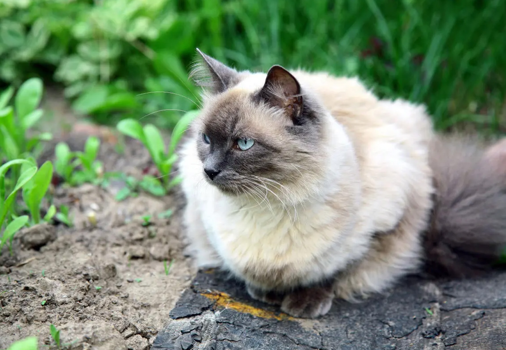 gatto balinese all'aperto