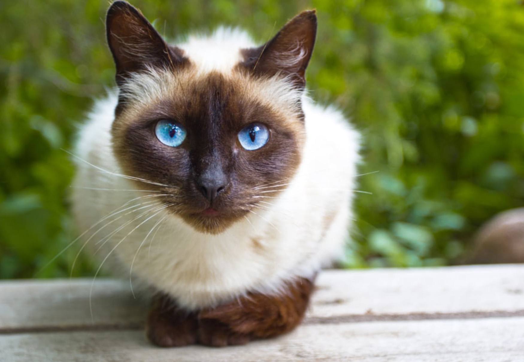 gatto balinese accucciato