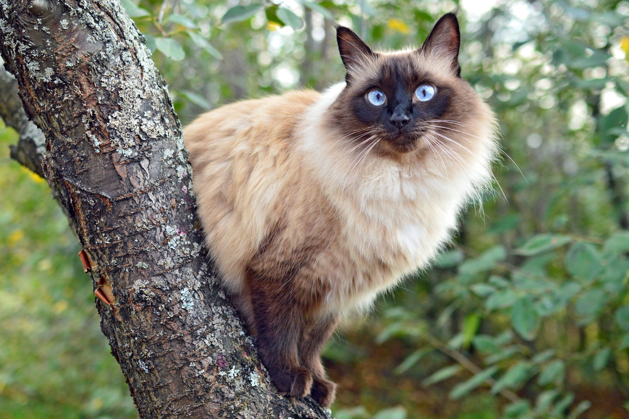 gatto balinese in cima a un albero