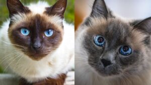 Gatto Balinese e Gatto Siamese: tutte le differenze