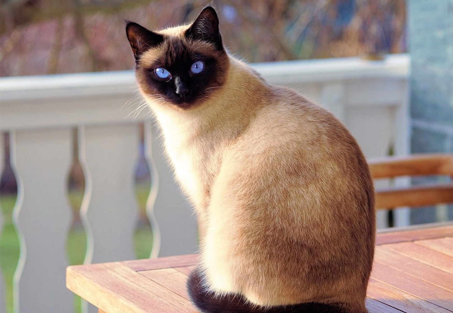 gatto siamese che è diverso dal balinese