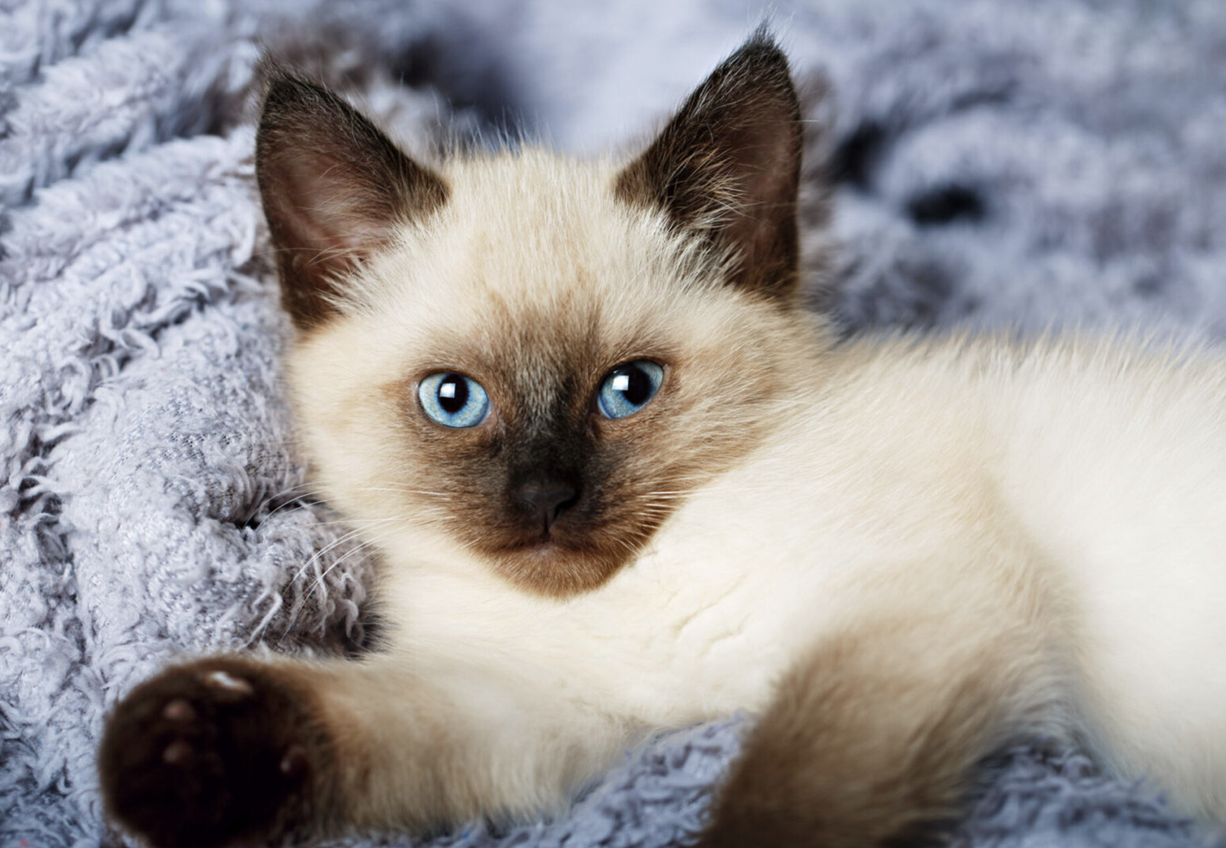 cucciolo di gatto balinese