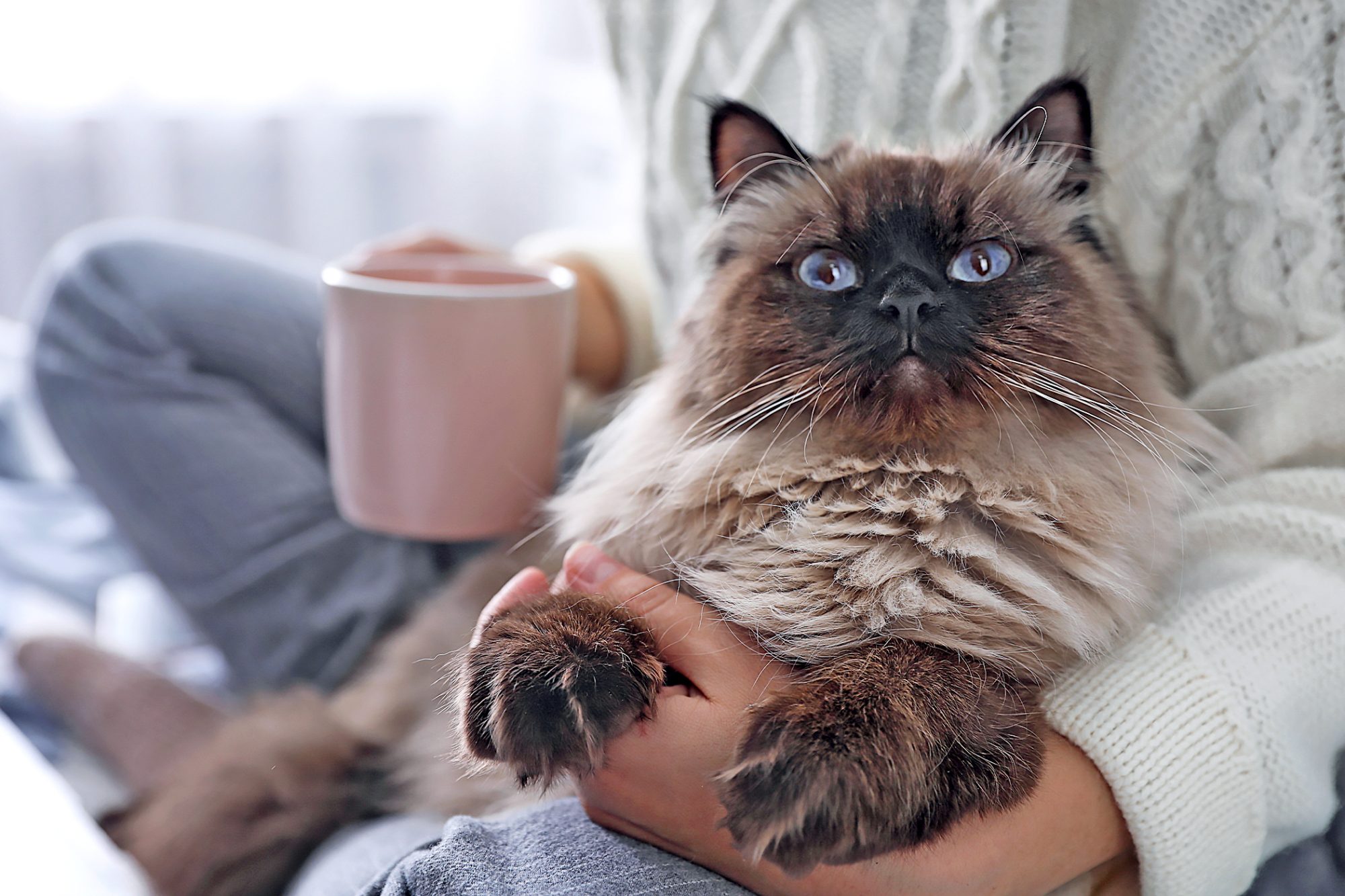 gatto balinese fra le braccia di una ragazza