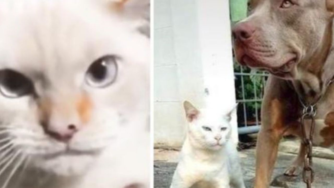 un gatto bianco insieme ad un cane di razza Pitbull