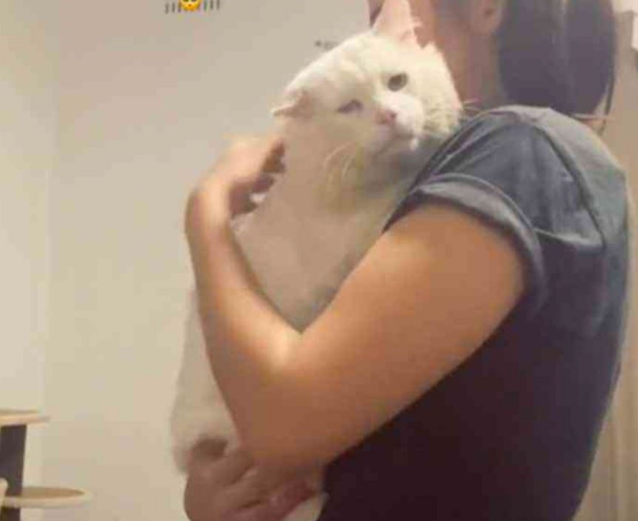 un gatto bianco in braccio alla sua mamma adottiva