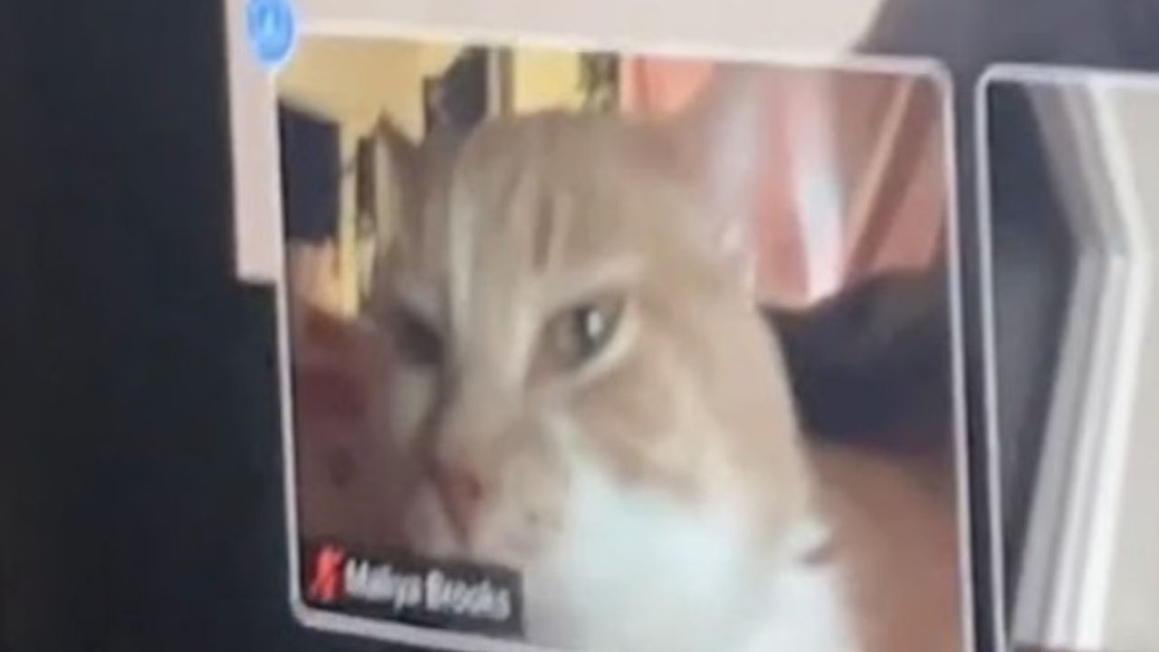 gatto in videochiamata