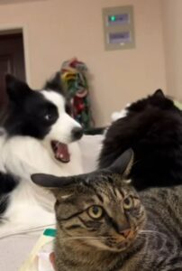 Gatto e cane giocano, ma c’è un terzo spettatore a dir poco preoccupato (VIDEO)