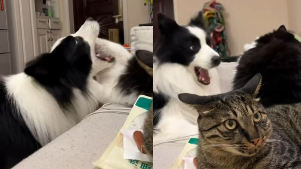 gatto e cane giocano