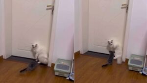 Il gattino fa la conoscenza del nuovo coinquilino: un curioso cincillà con cui non va molto d’accordo (VIDEO)