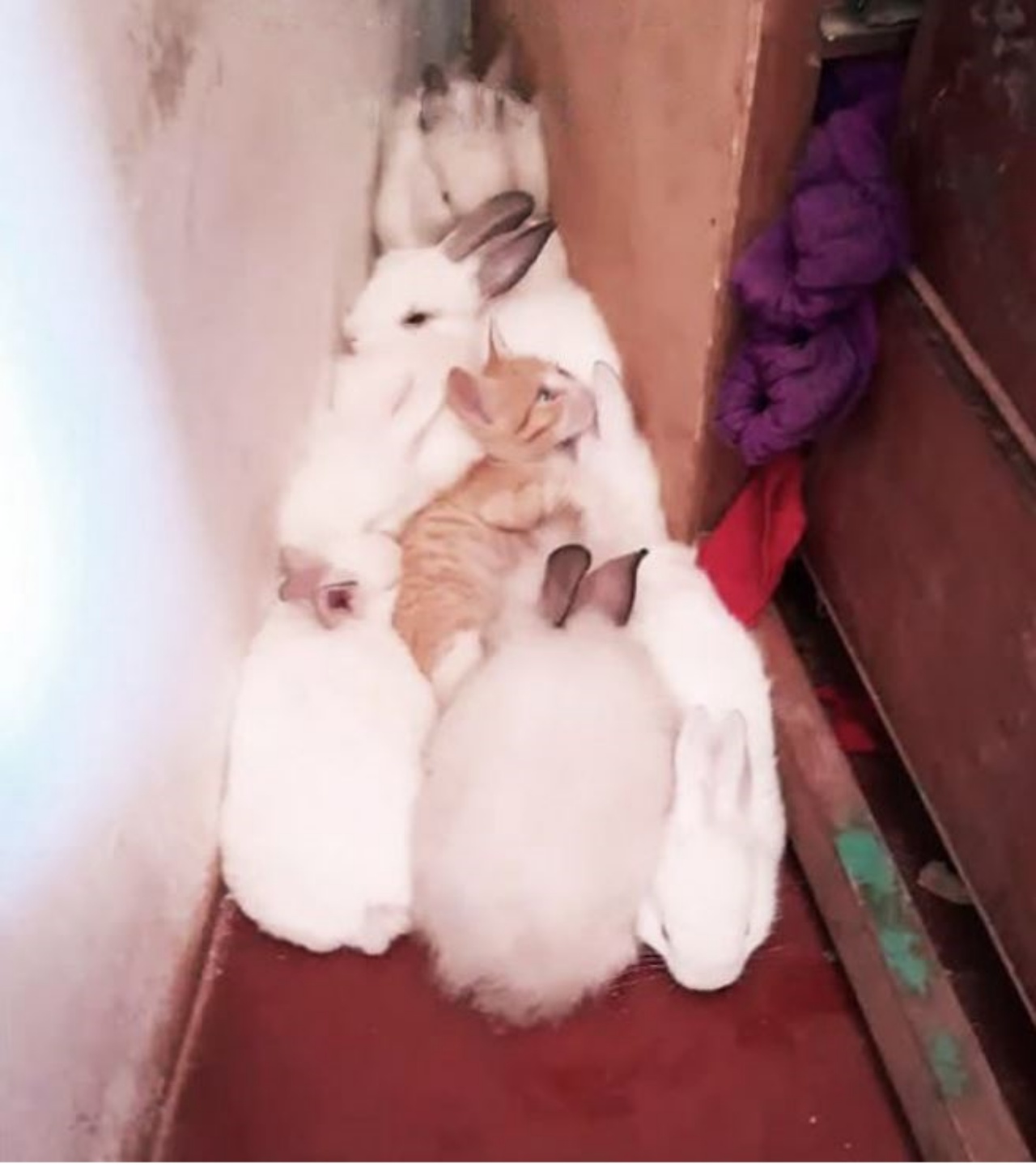 Un gattino con dei coniglietti