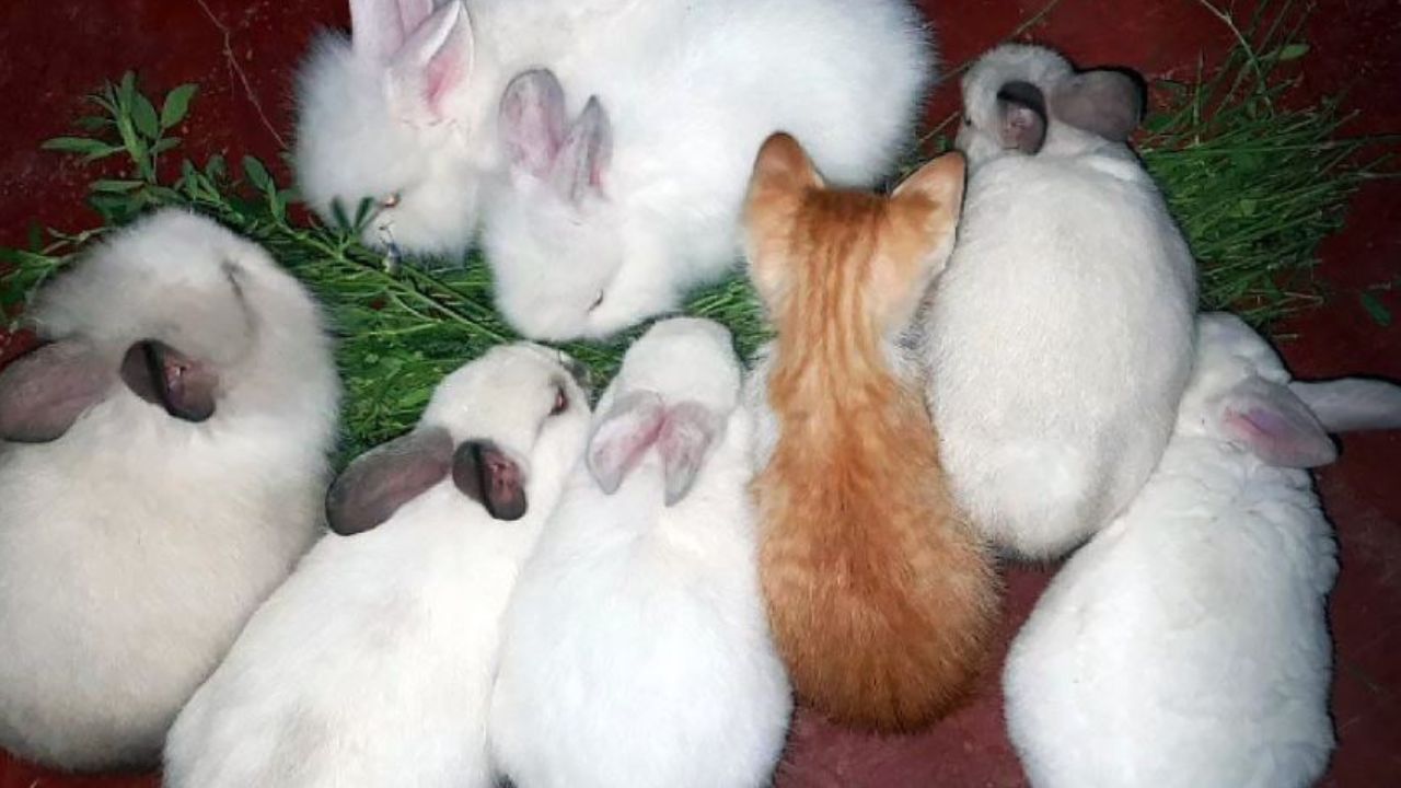 Un gattino con dei coniglietti bianchi