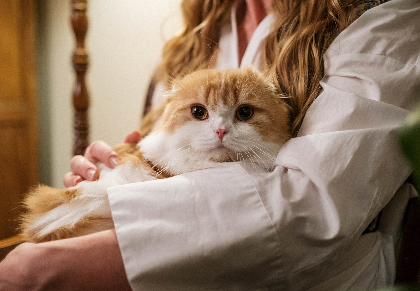 gatto in braccio a donna