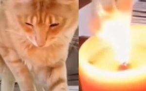 Questo gattino è un vero disastro: Nel tentativo di giocare con una candela finisce per combinare un pasticcio (VIDEO)