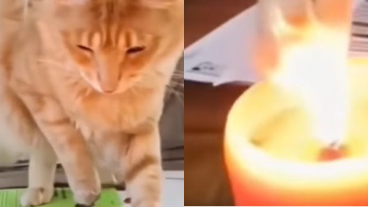 gatto con la candela