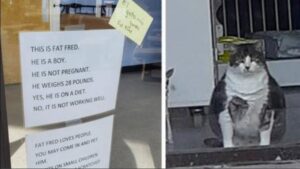 Il gatto è diventato così “rotondo” che tutti pensano sia una micia incinta: il proprietario stufo decide di agire