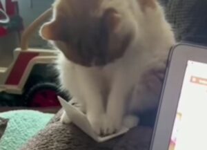 Il gatto informatico ha deciso di lavorare in smartworking, così il suo padrone gli ha comprato un pc (VIDEO)