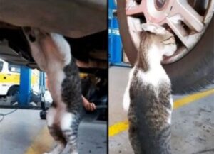 Un gatto intelligente entra in un’officina non solo per farsi adottare: diventa un valido aiuto meccanico (VIDEO)