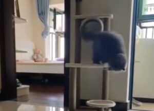 Il gatto iperattivo protagonista di una serie di azioni velocissime e senza senso (VIDEO)