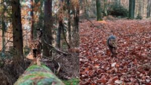 Incontriamo Cosimo, il gattino che ama passeggiare nei boschi con il suo padrone (VIDEO)