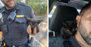 Il poliziotto salva una gattina dalla strada e il suo collega decide di darle una casa adottandola