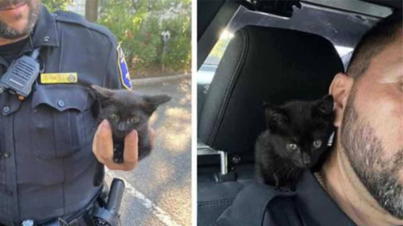 Una gattina insieme ad un poliziotto di nome Crosby