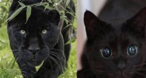 Sì, non ci sono dubbi: i gatti neri sono vere e proprie pantere in miniatura