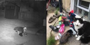 Una donna crea un gruppo Facebook per restituire le scarpe che il suo gatto ruba durante la notte