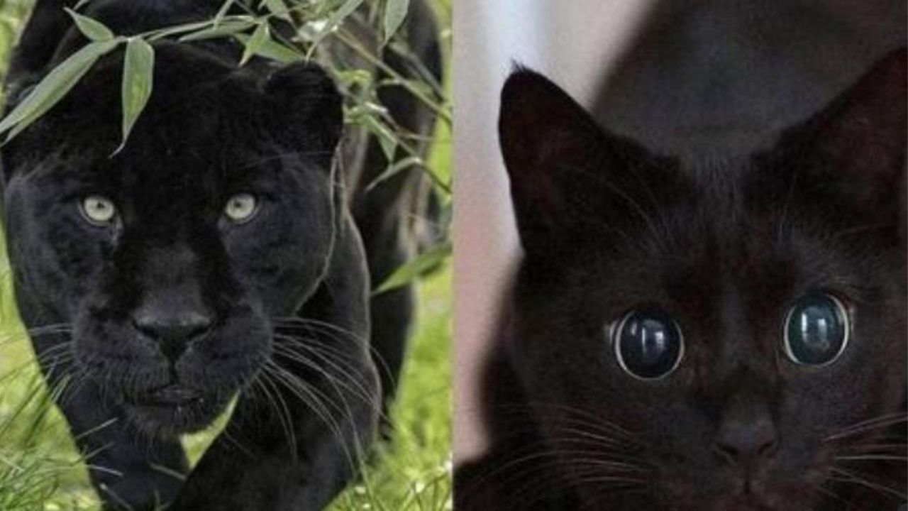 Un gatto dal mantello nero e una pantera
