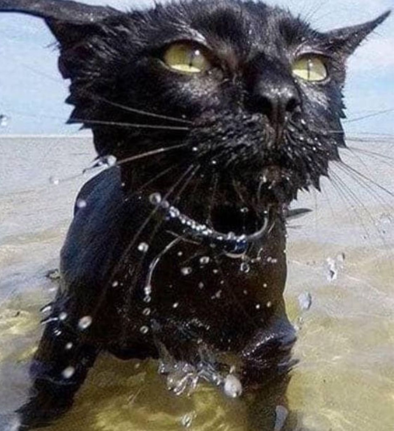 un gatto al mare