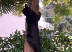 Il simpatico gatto nero mostra le sue doti da non-arrampicatore di alberi (VIDEO)