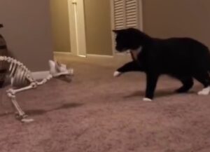 I padroni di questo gatto nero gli hanno organizzato uno scherzo tutto a tema Halloween (VIDEO)
