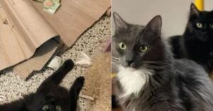 Il gatto esce di casa e ruba somme di denaro vertiginose al vicino: “Mi vergogno moltissimo”