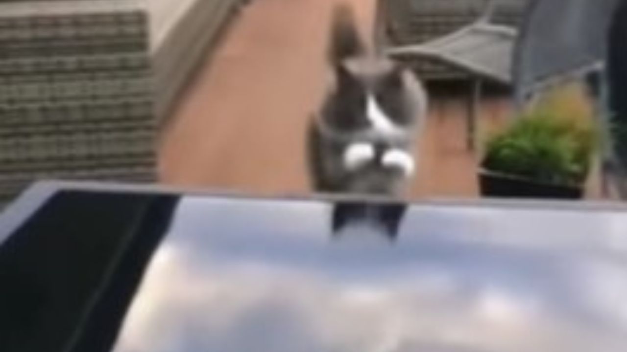 gattino grigio sul tavolo